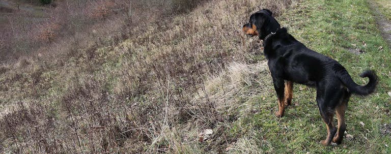 How to Train a Rottweiler to Hunt How to Train a Rottweiler to Hunt